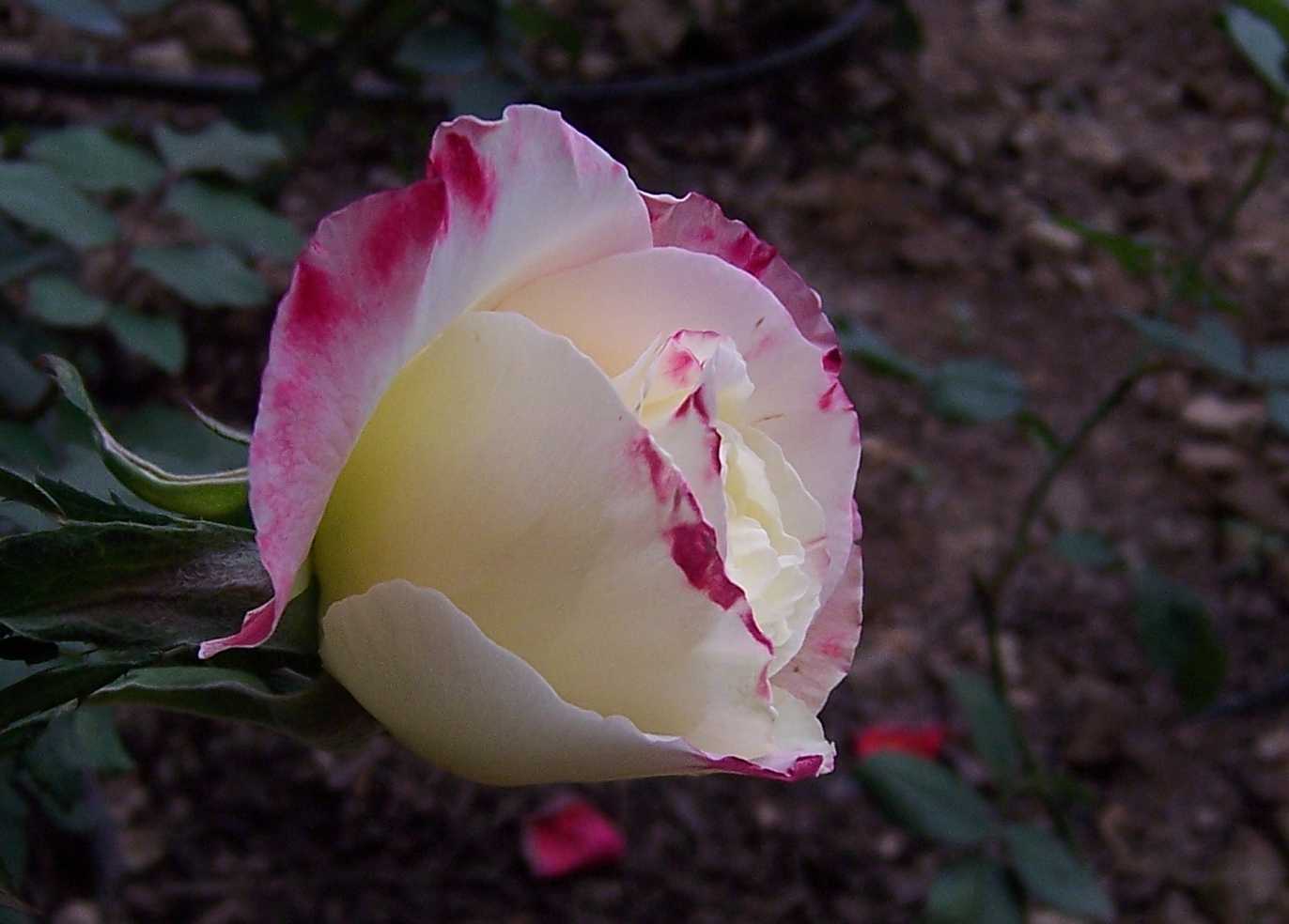 100_8879.JPG