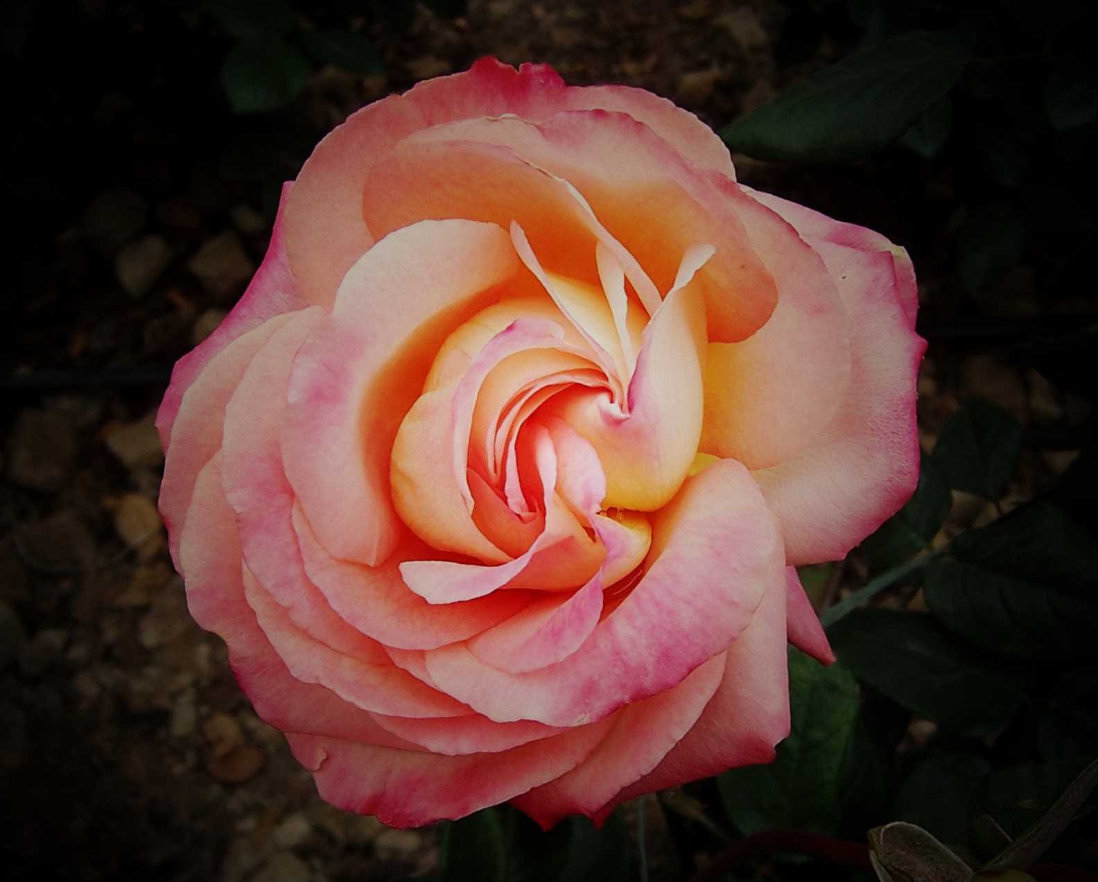 100_9032.JPG