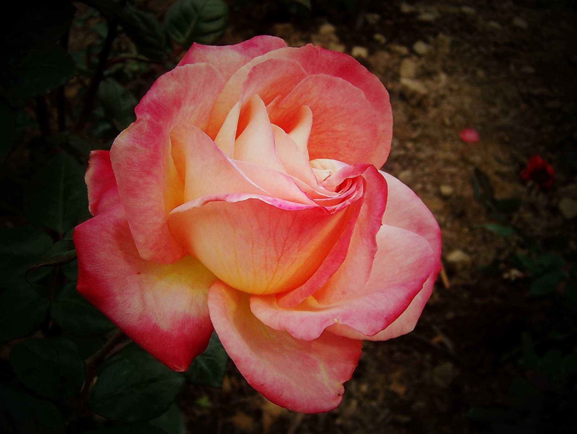 100_9026.JPG