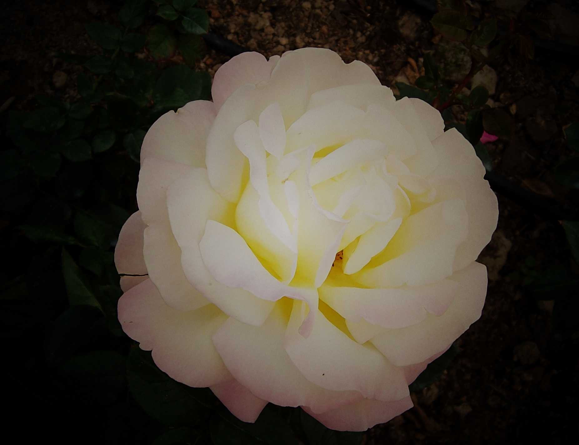 100_8980.JPG