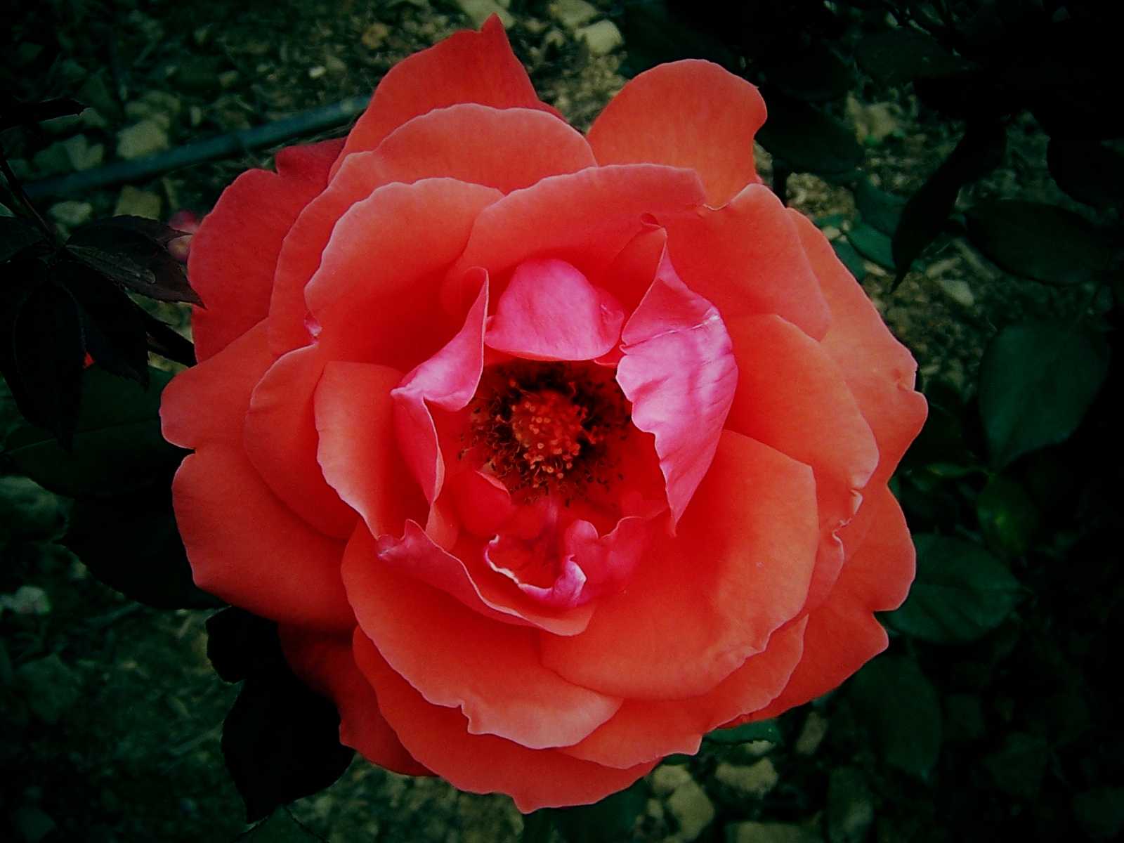 100_9029.JPG