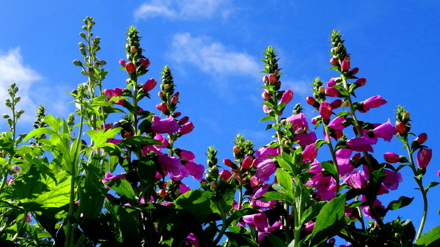 DSC01604m.jpg