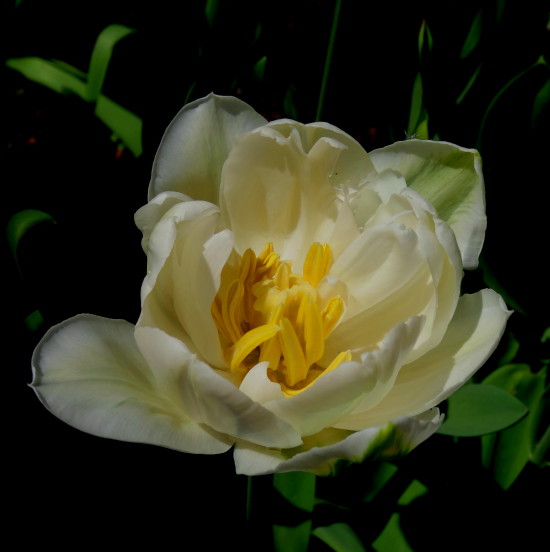 DSC01448m_1.jpg
