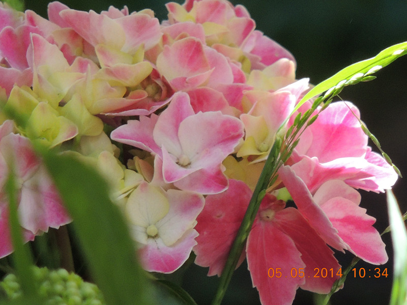 flowers 2014 990_.jpg