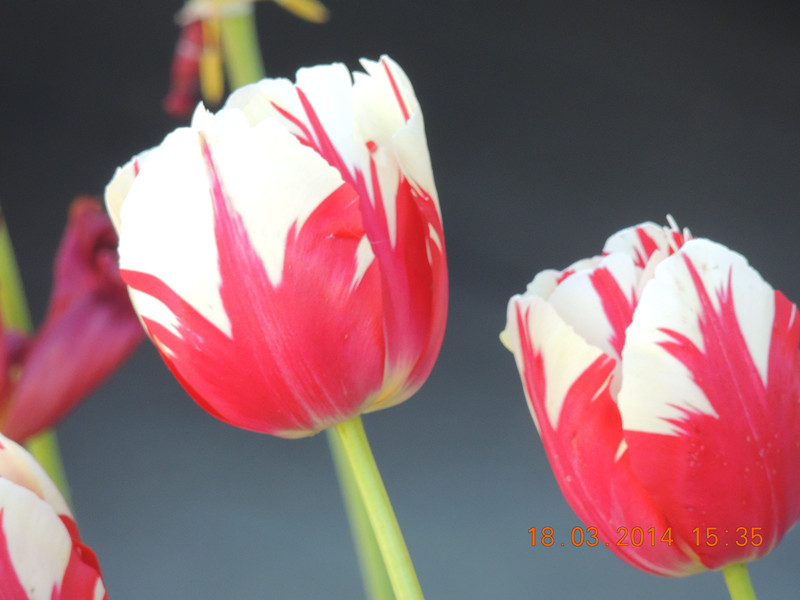 flowers 2014 540_.jpg