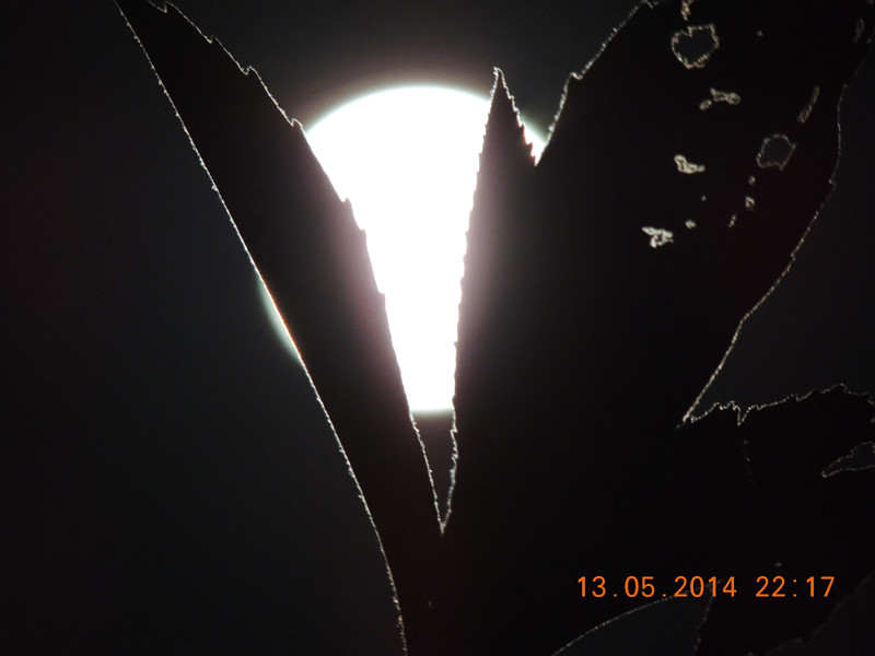 moon 022_.jpg
