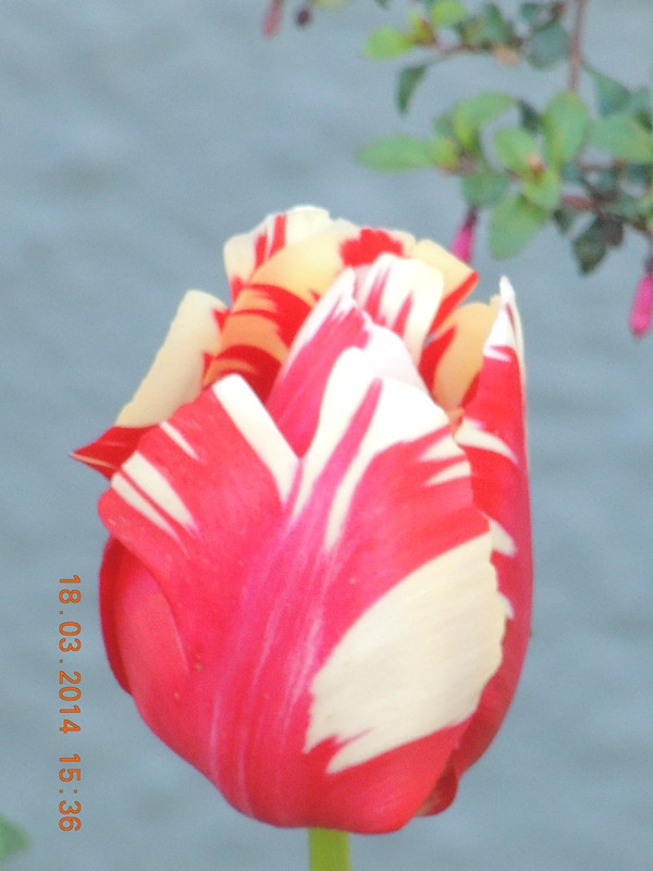 flowers 2014 545_ת_.jpg