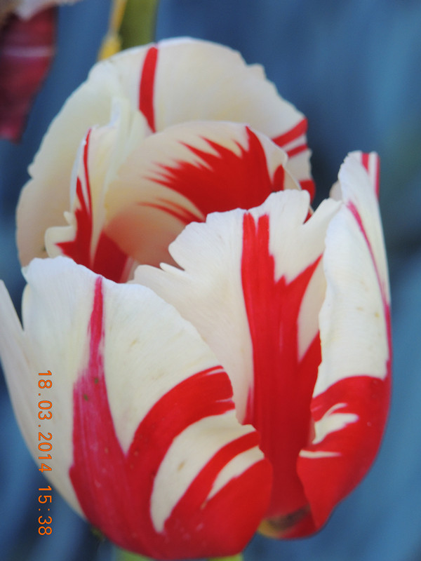 flowers 2014 552_ת_.jpg
