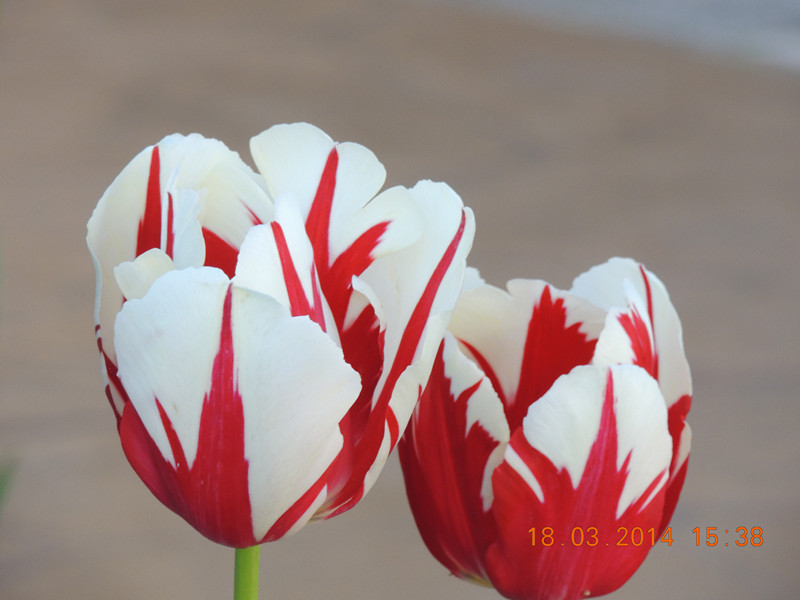 flowers 2014 554_.jpg