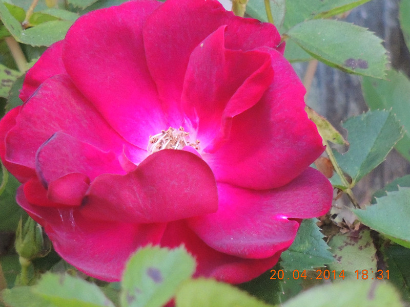flowers 2014 937_.jpg