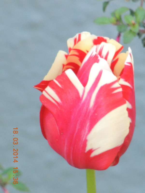 flowers 2014 546_ת_.jpg
