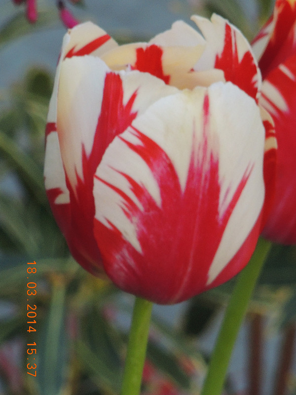 flowers 2014 549_ת_.jpg