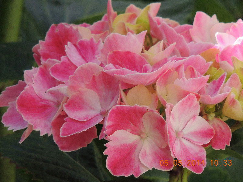 flowers 2014 988_.jpg