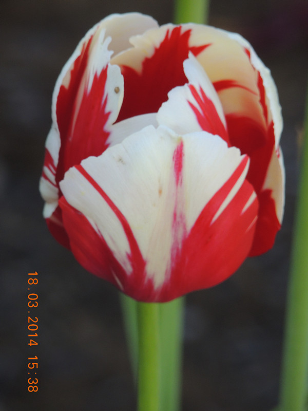 flowers 2014 551_ת_.jpg