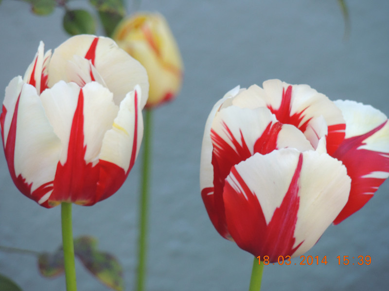 flowers 2014 558_.jpg