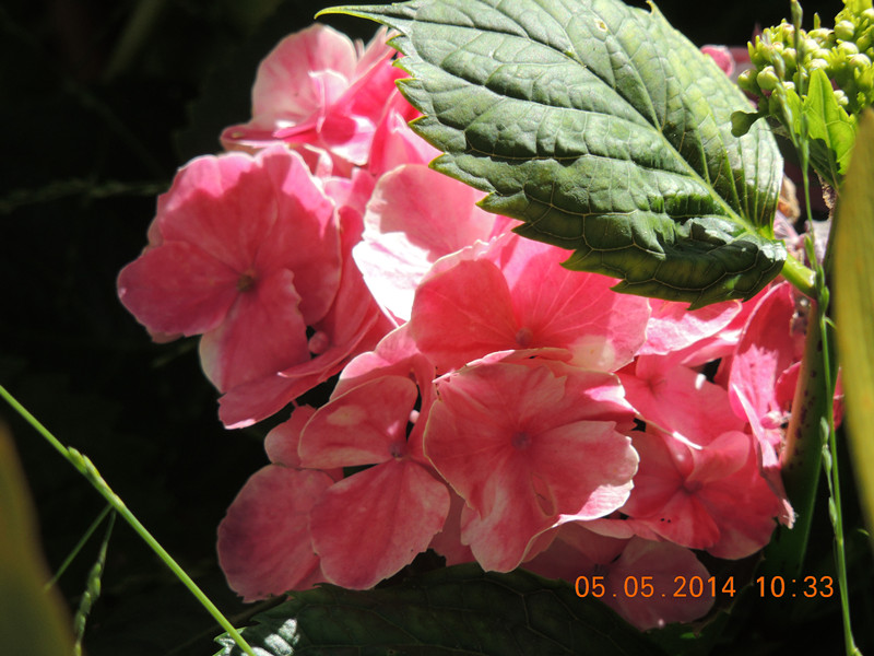 flowers 2014 985_.jpg
