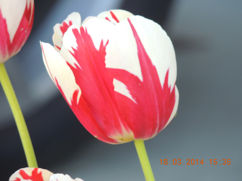 flowers 2014 539_.jpg