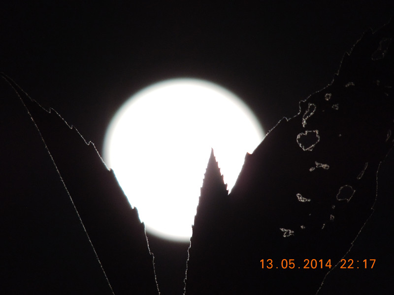 moon 023_.jpg