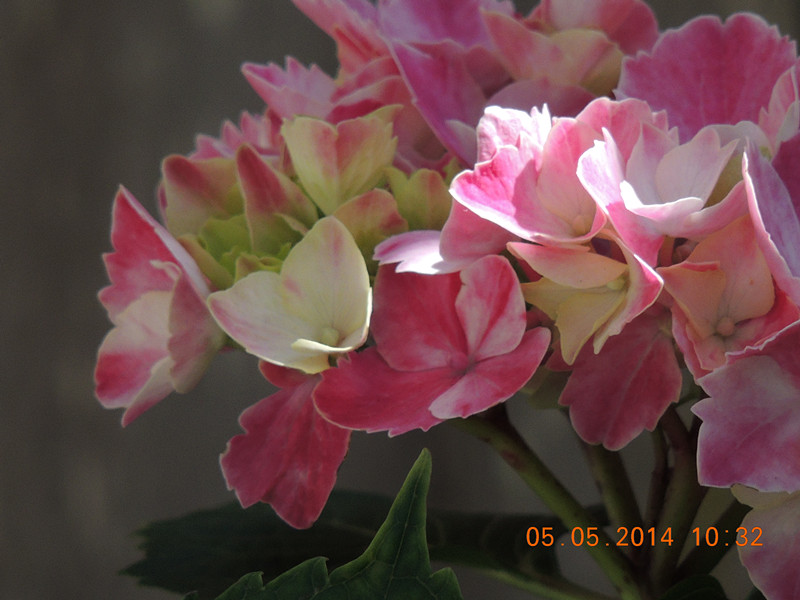 flowers 2014 982_.jpg