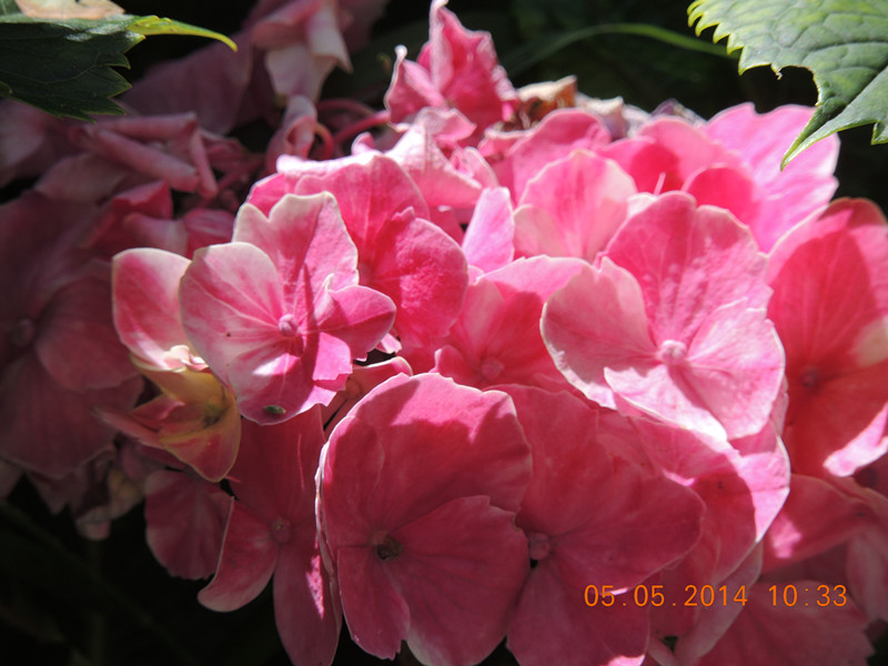 flowers 2014 987_.jpg