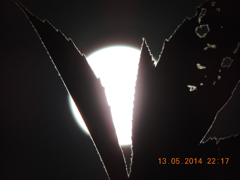 moon 020_.jpg