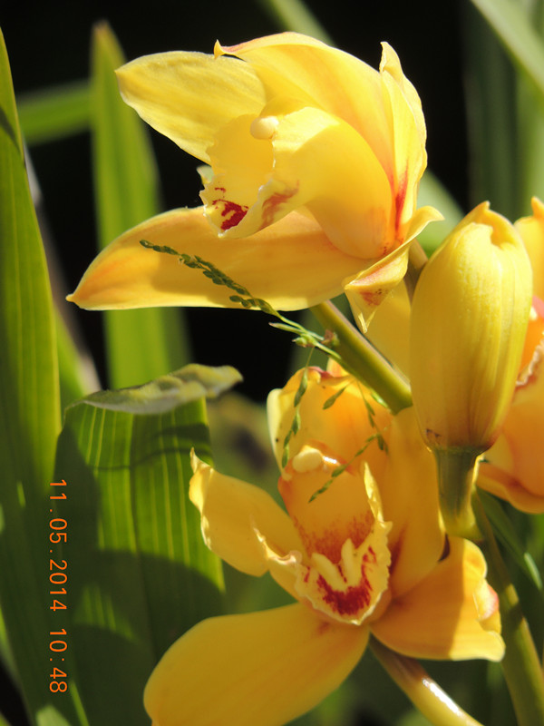 flowers 2014 999_ת_.jpg