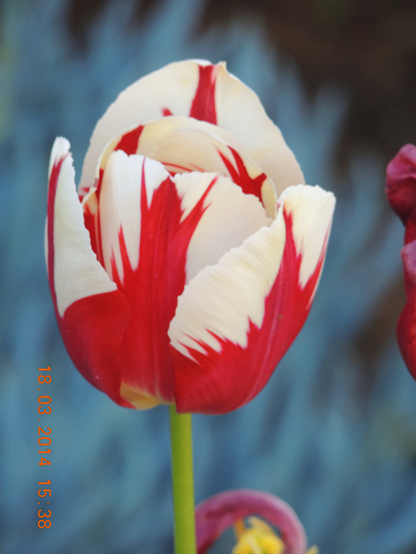 flowers 2014 553_ת_.jpg