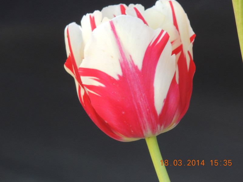 flowers 2014 542_.jpg