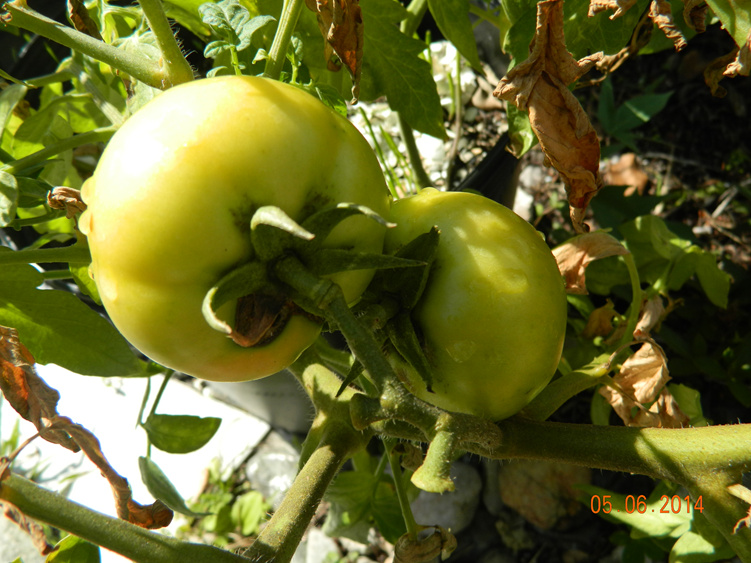 DSCN3982_.jpg