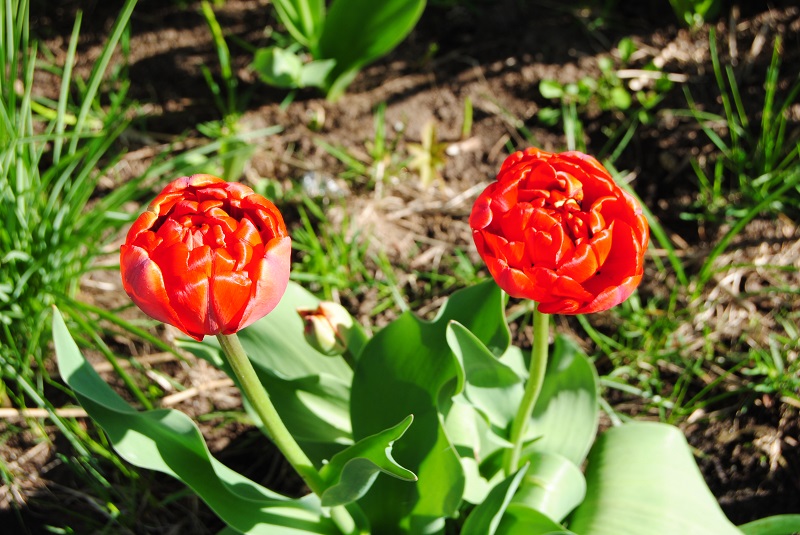 DSC_0915.JPG