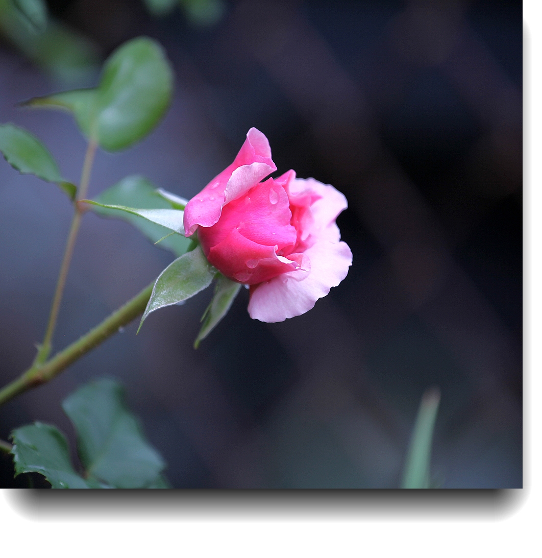 IMG_0012b.jpg