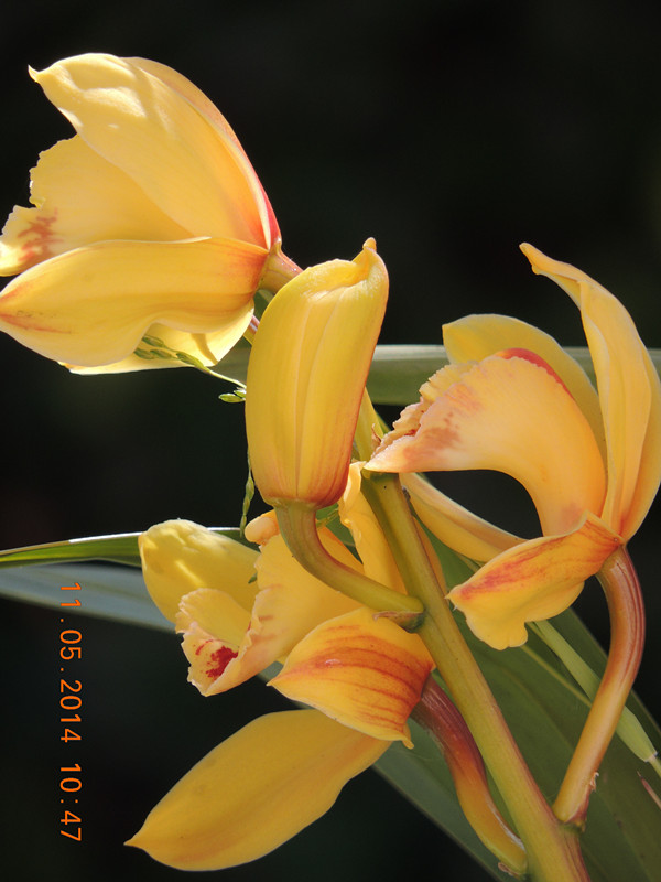 flowers 2014 996_ת_.jpg