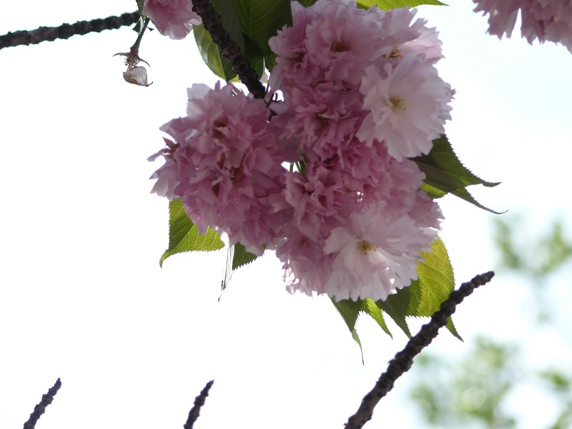 L1550120.JPG