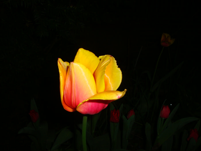 DSC07055.JPG