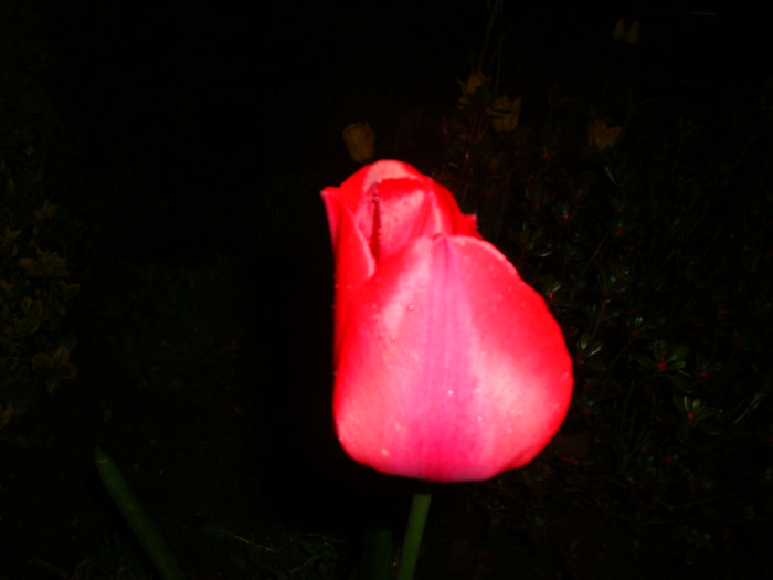 DSC07057.JPG