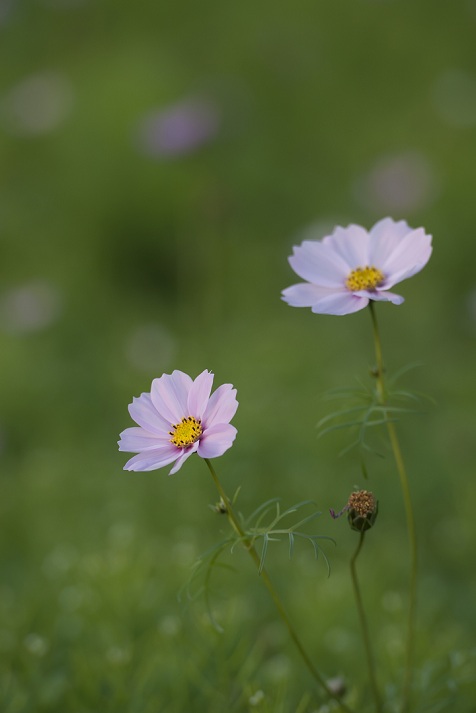 DSC_4854.jpg