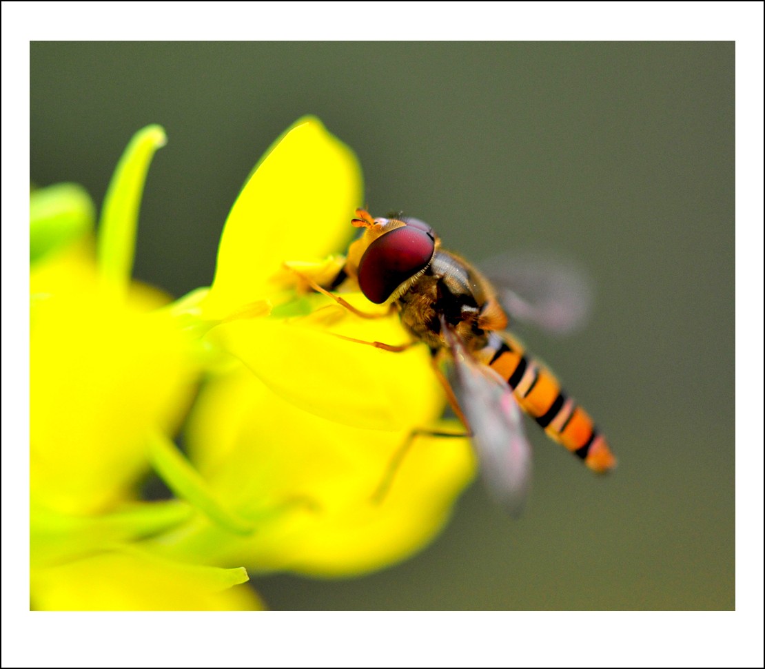 DSC_5196_conew1.jpg