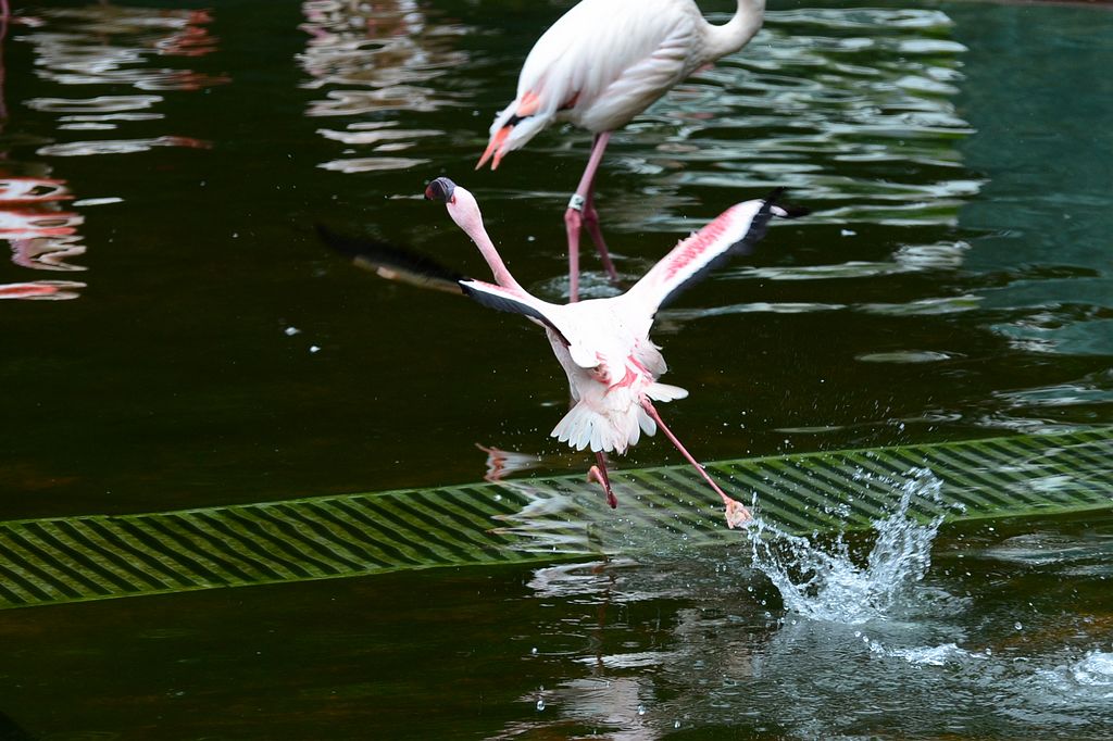 DSC_0692.JPG