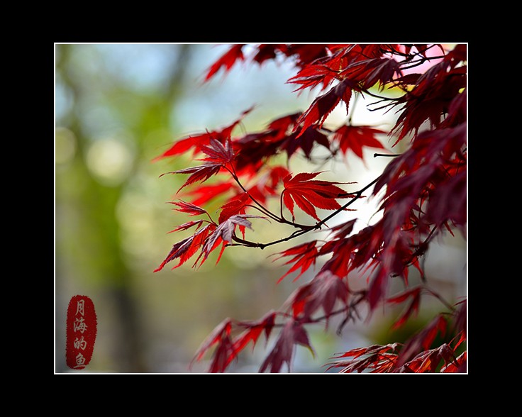 DSC_1468_����.jpg