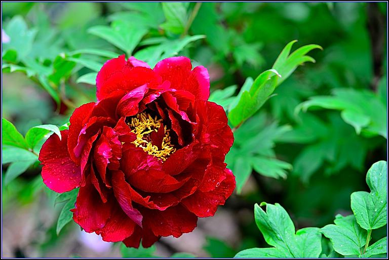 DSC_2980_����.jpg