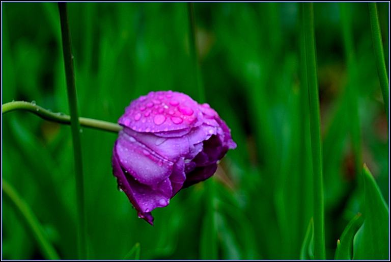DSC_2548.jpg