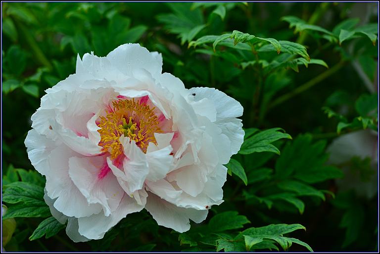 DSC_2996_����.jpg
