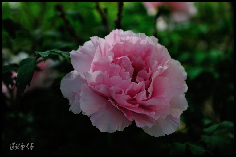 DSC_6107.jpg