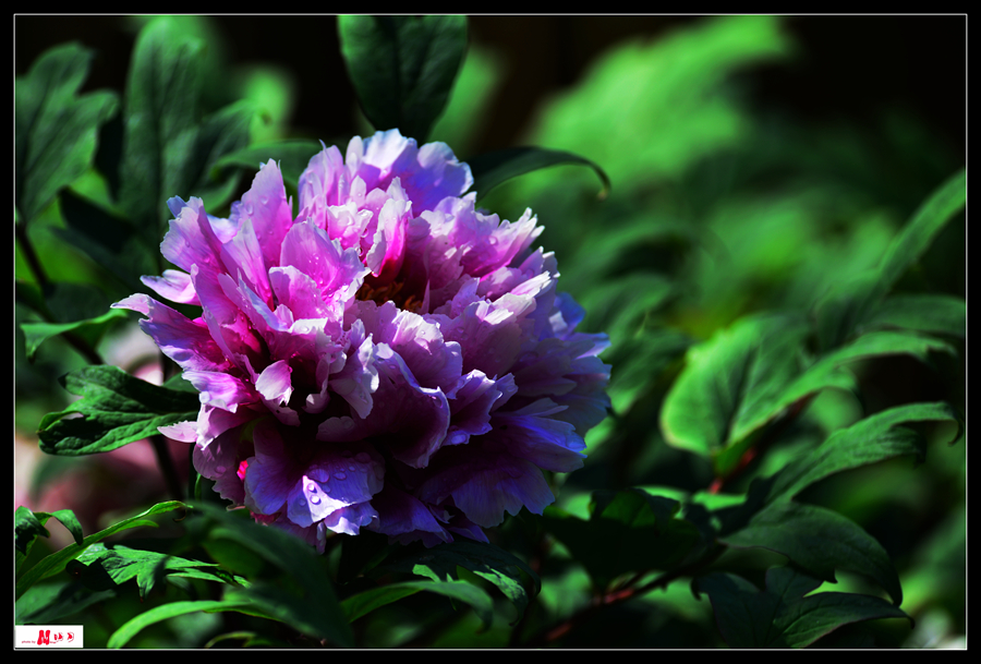 DSC_0125_����_����.jpg