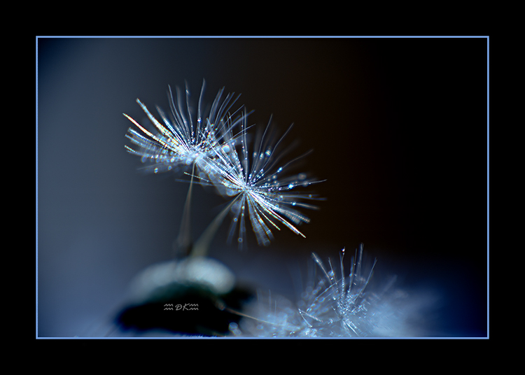 DSC_5822C.jpg