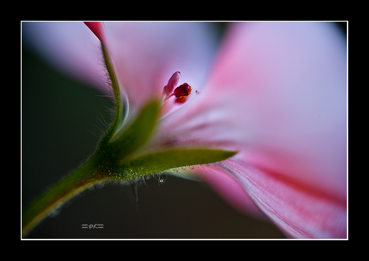 DSC_6165C.jpg