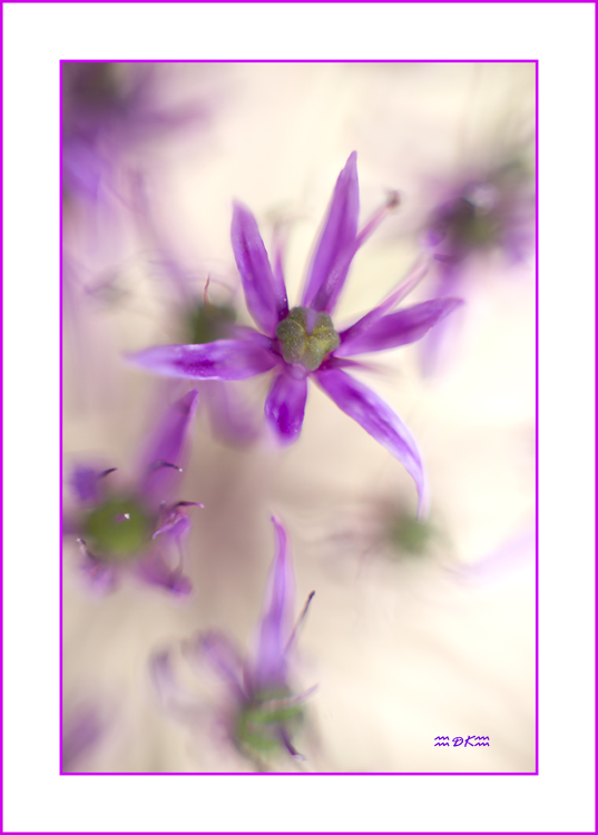 DSC_5997C.jpg