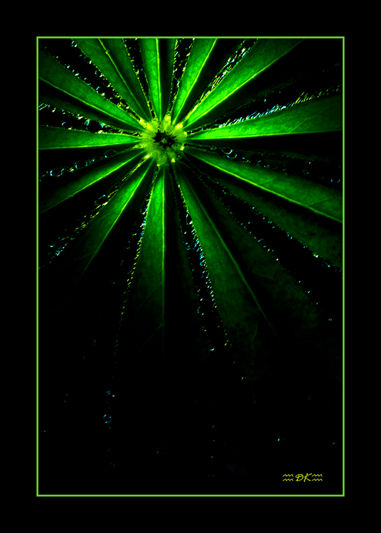 DSC_5543C.jpg