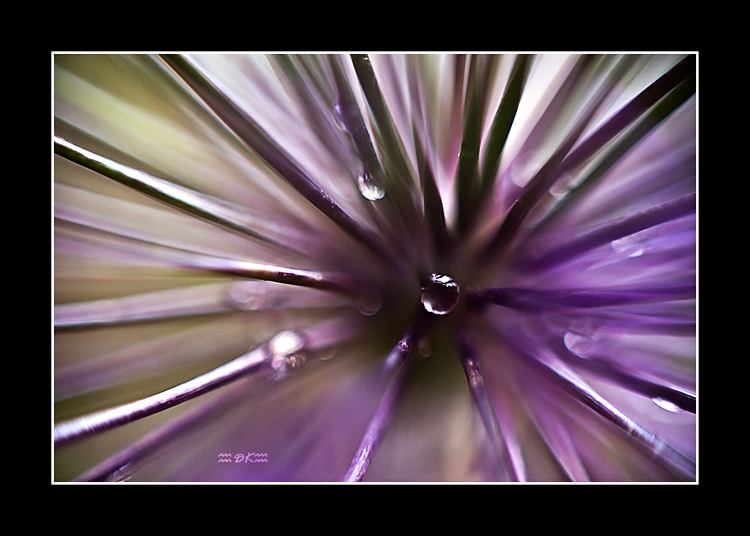 DSC_6062C1.jpg