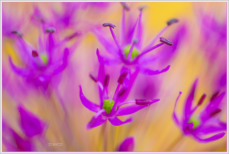 DSC_5648C.jpg